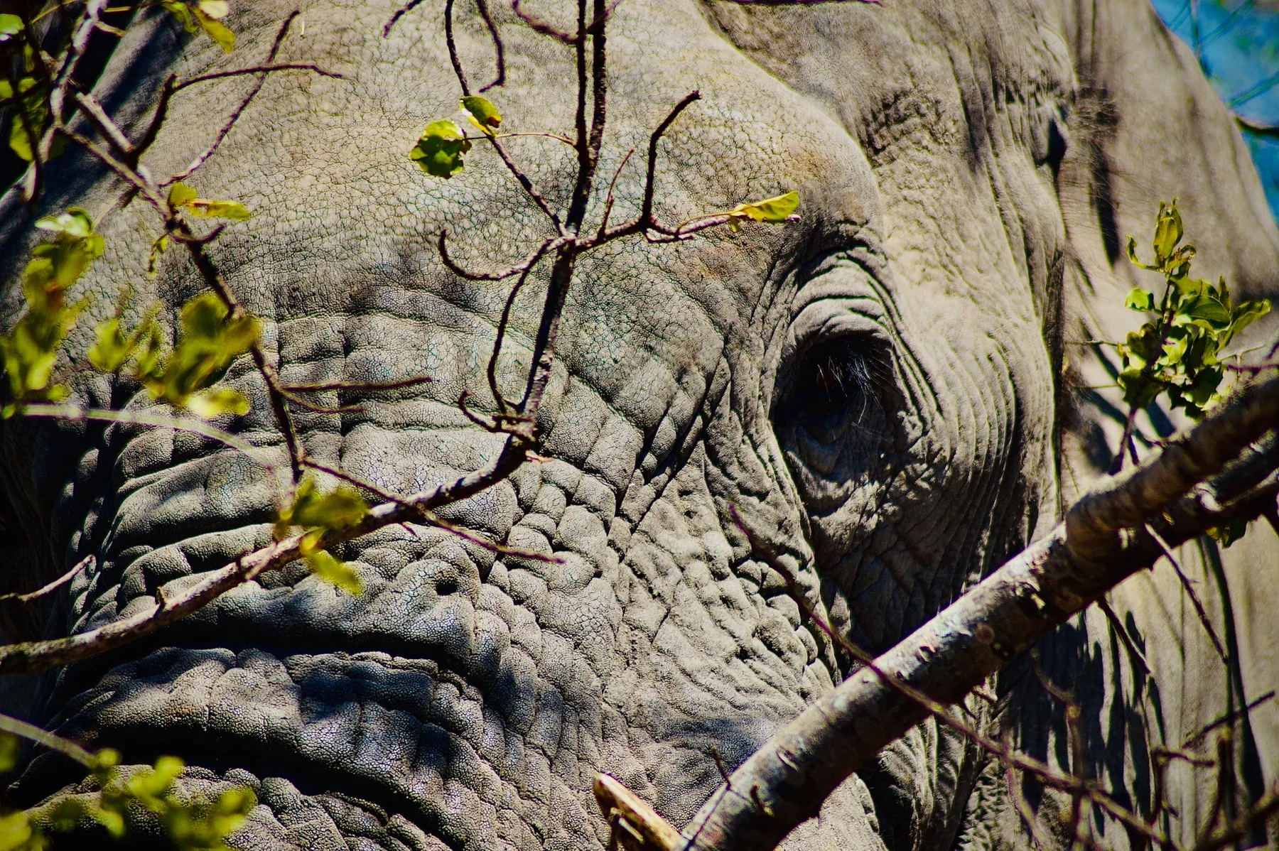 Gros plan d’un éléphant derrière des branches en Afrique du Sud.
