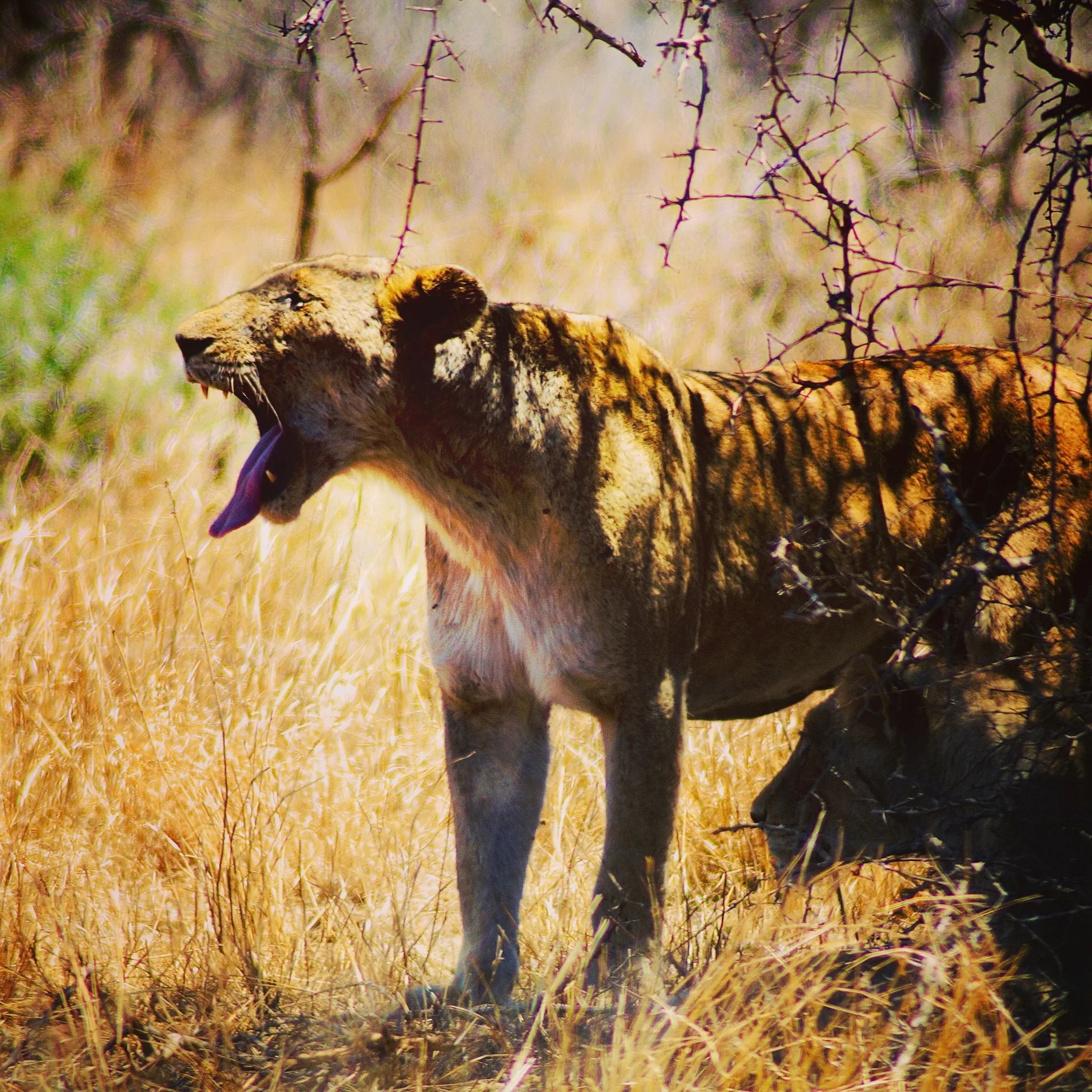 Une hyène dans les herbes et les branches en Afrique du Sud.