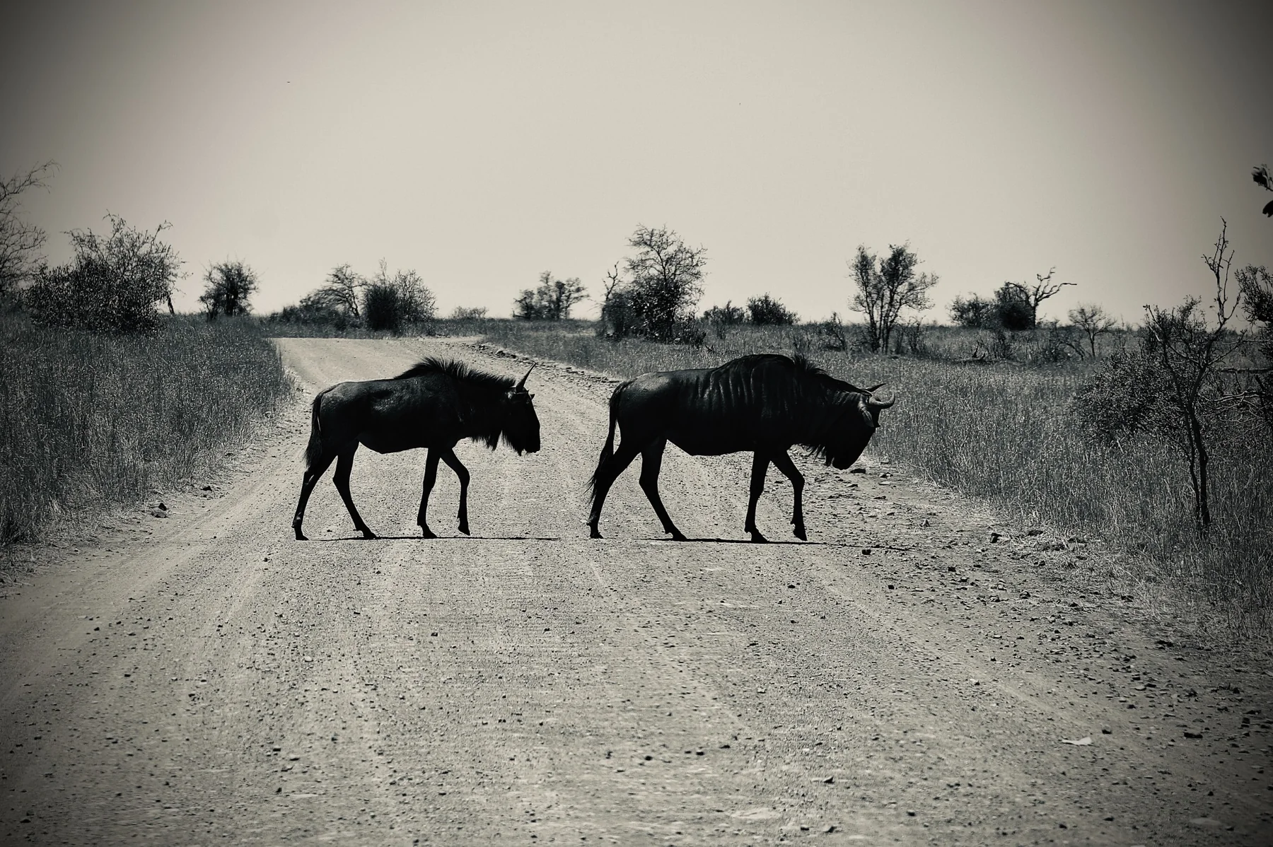 Deux gnous traversent une piste, dans une photographie en noir et blanc.