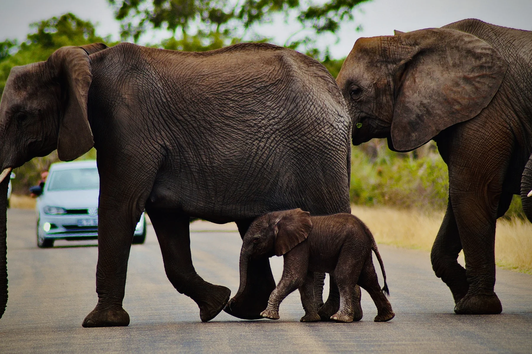 Deux éléphants adultes et un éléphanteau traversent une route.