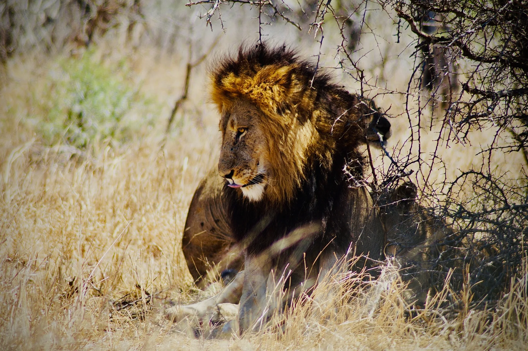 Un lion à la crinière sombre dans les herbes, sous un arbre.