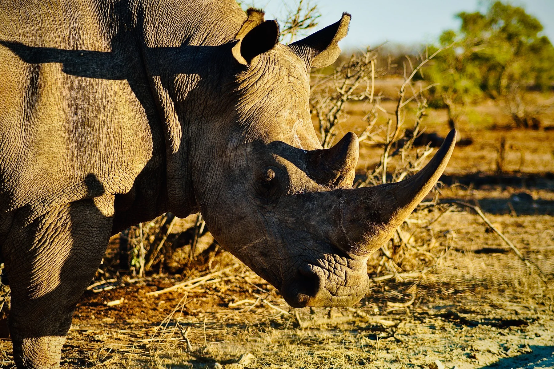 Un rhinocéros dans la lumière, au milieu de la végétation.