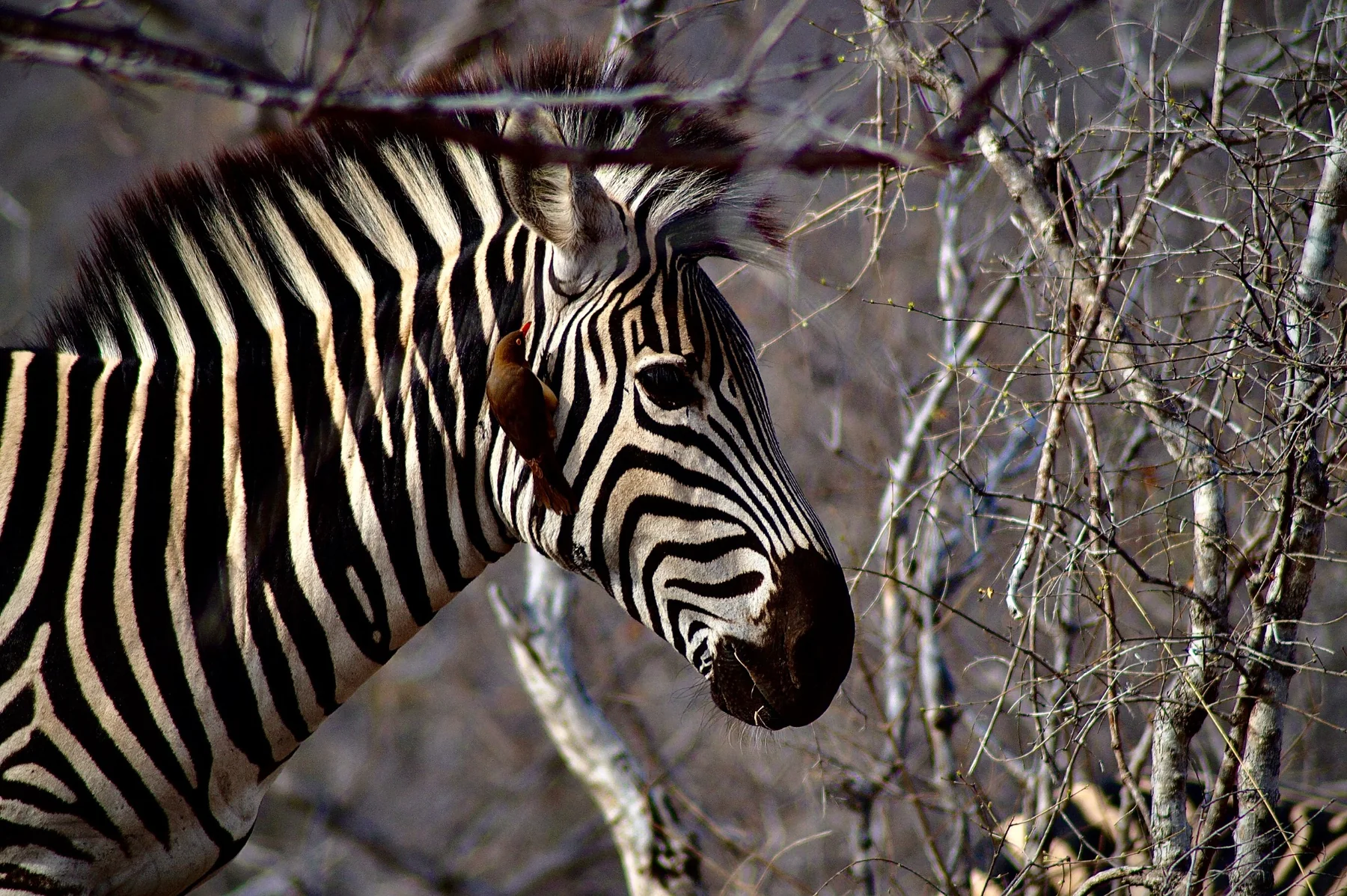 Un zèbre photographié derrière des branches.